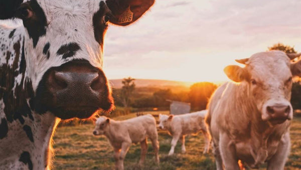 Starting a Hobby Farm in Australia: What You Need to Know